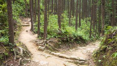 Two paths diverging in a forest