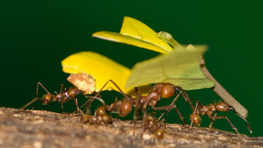 Leafcutter ants carrying a leaf