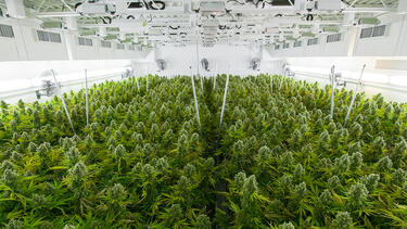 Indoor cannabis cultivation