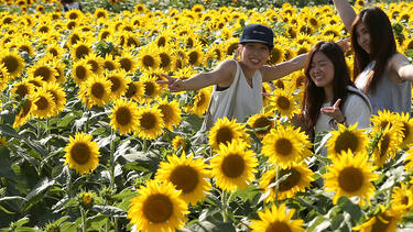 Women taking selfies in a field of sunflowers