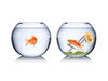 Two goldfish in separate bowls, one empty and one with toys and decorations