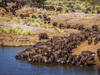 A herd of water buffalo drinking at a water hole