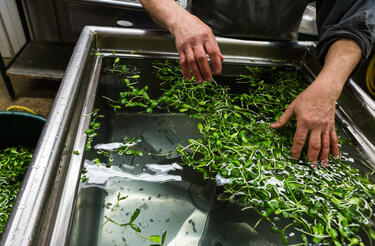 Microgreens being washed at Green Edge Gardens.