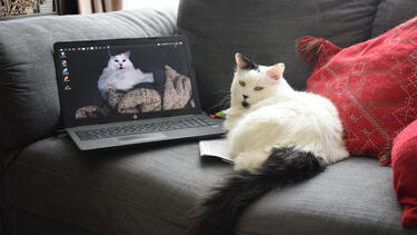 A cat sitting next to a laptop on a sofa