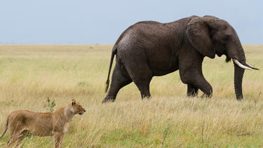 A lion and an elephant