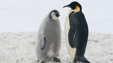 A young penguin with an adult penguin