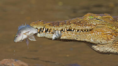 A crocodile with two fish in its mouth