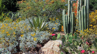 Desert plants in a garden
