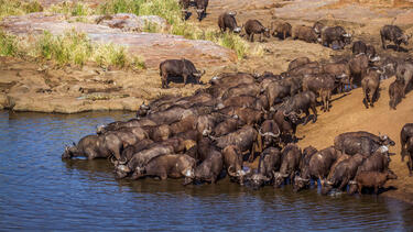 A herd of water buffalo drinking at a water hole