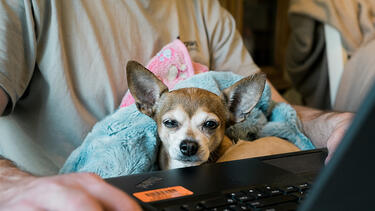 A man working from home with a dog in his lap
