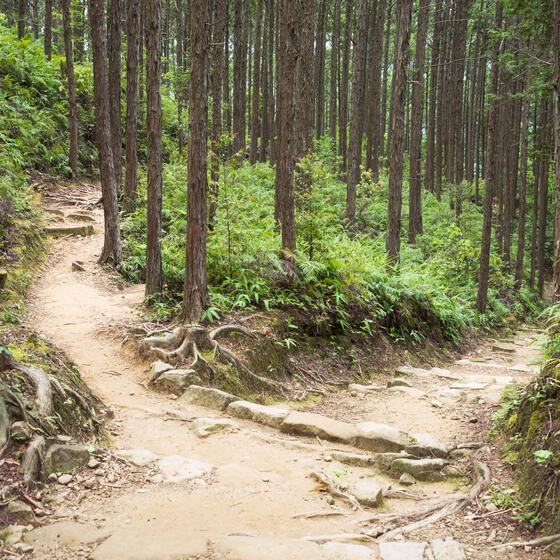 Two paths diverging in a forest
