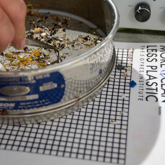 Microplastic collected from the Sargasso Sea. Photo: Tom Gruber.