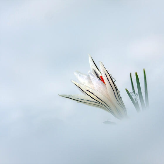 A crocus growing out of snow