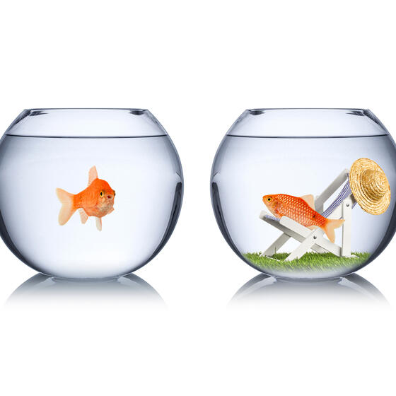 Two goldfish in separate bowls, one empty and one with toys and decorations