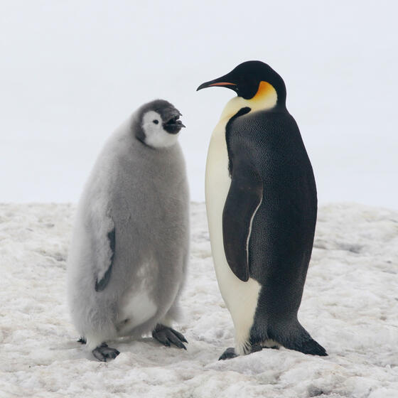 A young penguin with an adult penguin