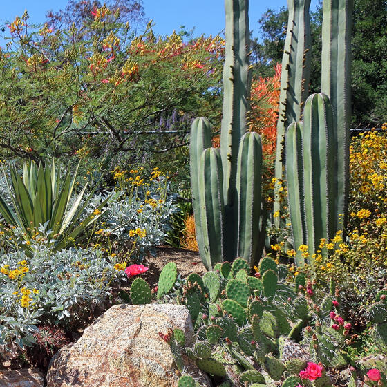 Desert plants in a garden