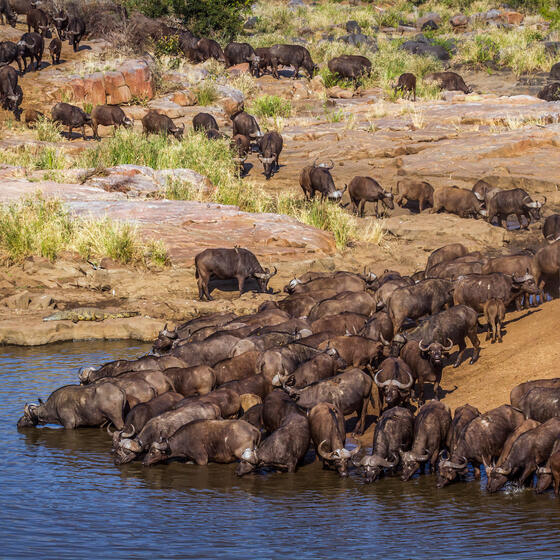 A herd of water buffalo drinking at a water hole