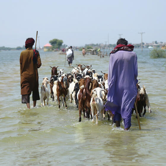People wading through water with livestock